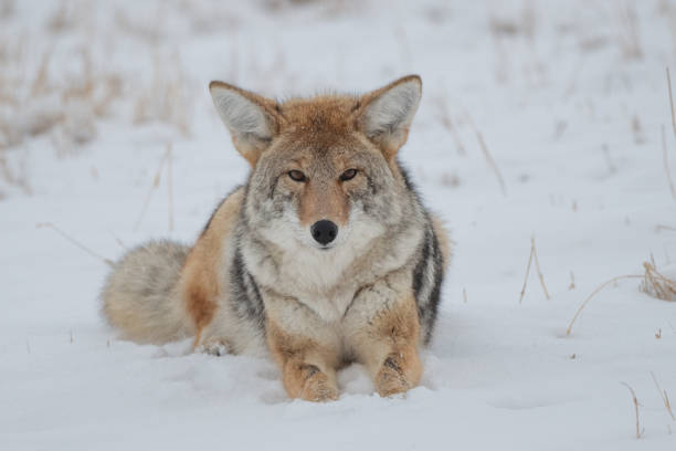 Coyote lying in snow looking toward camera