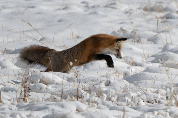 istock Red fox jumping for mouse or vole under the snow 1287333876
