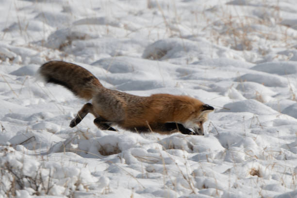 istock Red fox jumping for mouse or vole under the snow 1287333885
