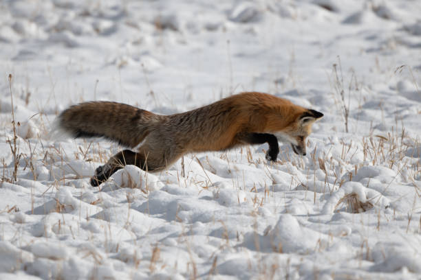 istock Red fox jumping for mouse or vole under the snow 1287333893