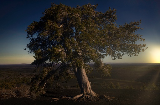 This serene image shows an old, lone tree in a vast remote landscape.