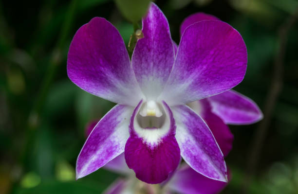 istock close up violet and white orchid 1287335435