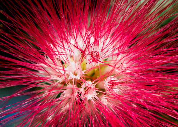 istock pollen line flower,pink pollen flower 1287335686