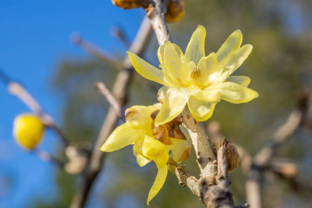 istock Wintersweet twig,yellow flower on branch in winter. 1287336490