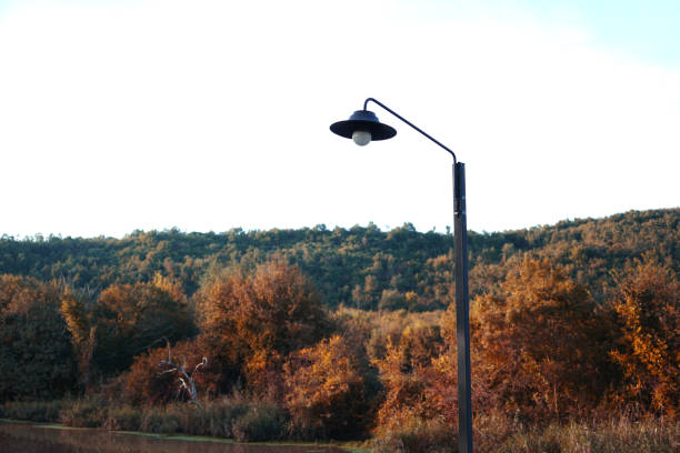 istock forest and street lamp 1287337102