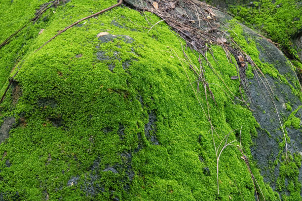 istock Close-up Green Moss on The Rock 1287337979