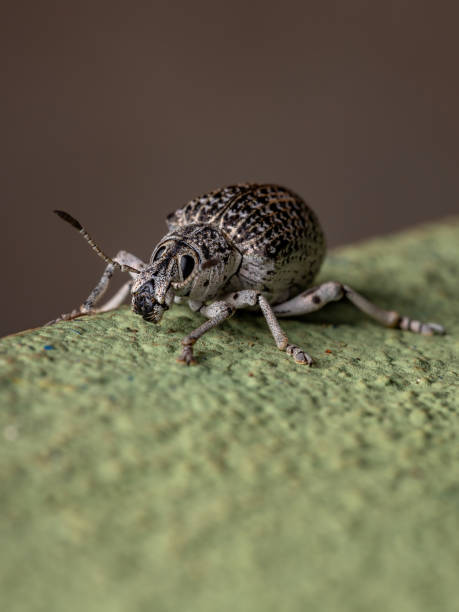 istock Broad-nosed Weevil on a green wall 1287339017