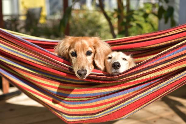 istock Two miniature dachshunds in a hammock 1287340790