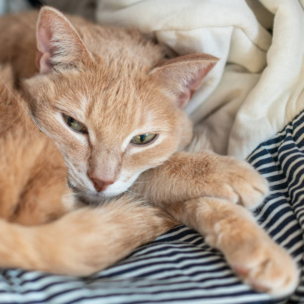 istock A ginger cat sleeps in its soft cozy bed on a floor carpet 1287342340