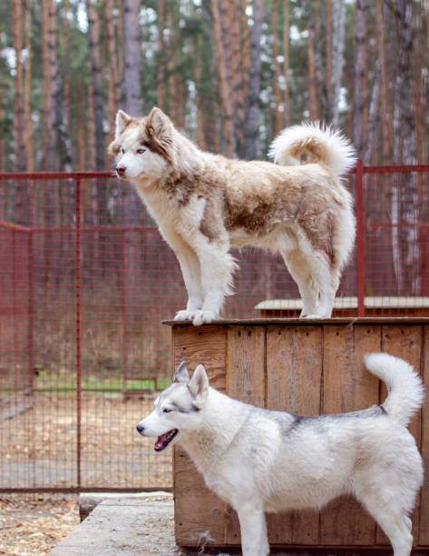 istock Siberian husky dogs in the enclosure, behind bars. 1287344674