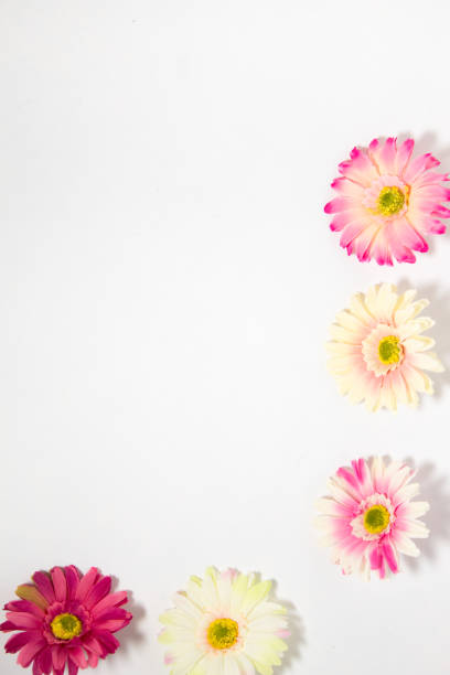 istock gerbera flowers multicolored on white background with place for text 1287345546