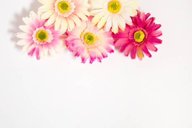 istock gerbera flowers multicolored on white background with place for text 1287345564
