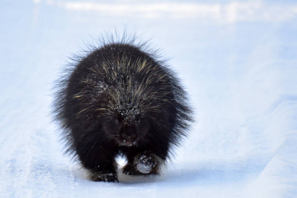 istock Porcupine on a snowy stroll 1287351189