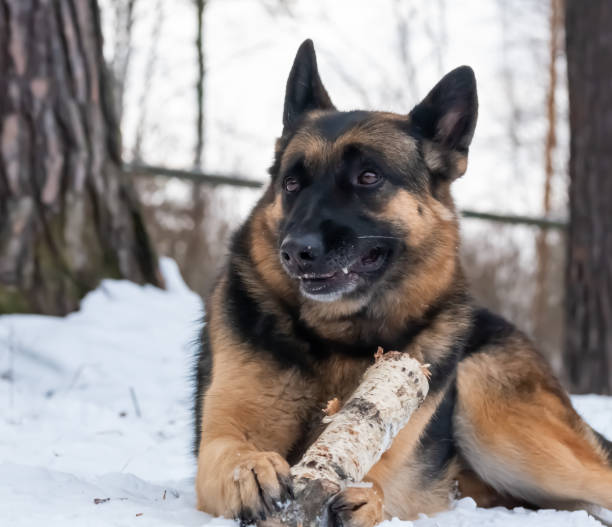 istock Sheepdog gnaws a birch stick lying in the snow. 1287351194