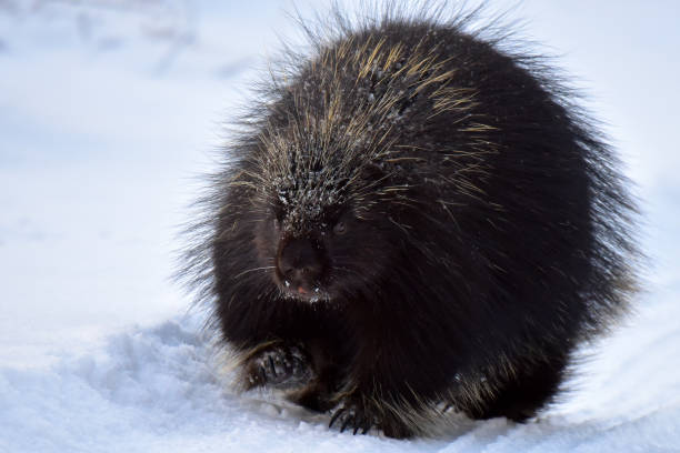 Porcupine on a snowy stroll stock photo