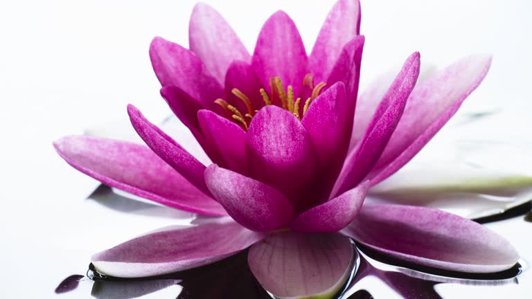 Time lapse of pink lotus water lily flower, lotus blooming in pond