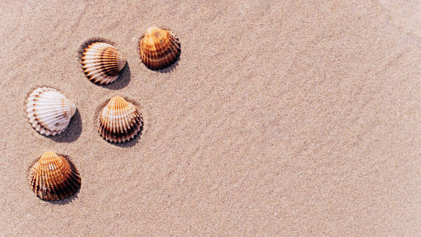 istock Shell sea with seashells, shells on sand tropical ocean beach. Copy space of summer vacation and business travel concept. 1287355449