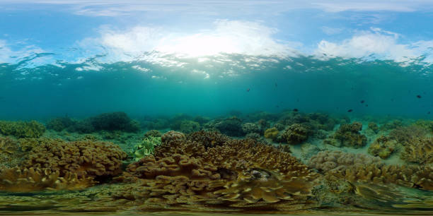 istock Coral reef and tropical fish underwater. Philippines. 360-Degree view 1287355491