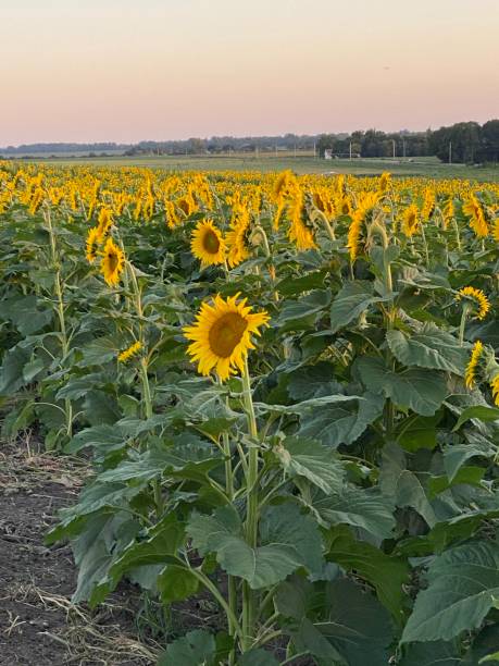 istock Field of Sunflowers 1287355540