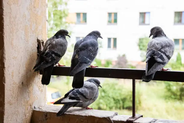 Four pigeons sitting on the balcony on the background of the city close up