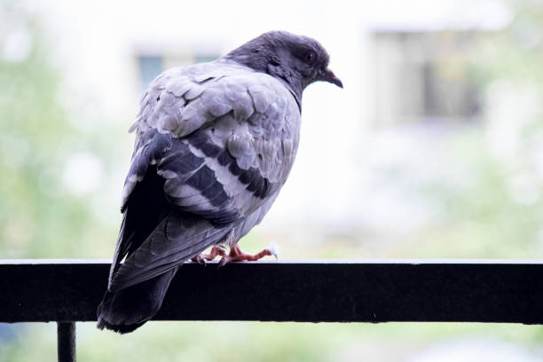 istock Gray dove sitting on the balcony close up 1287355628