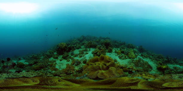 istock Coral reef and tropical fish. Philippines. 360-Degree view 1287356388