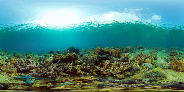 istock Coral reef and tropical fish. Philippines. Virtual Reality 360 1287357368