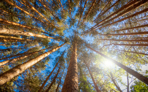 istock Plane against chopped of a pine forest. 1287357378