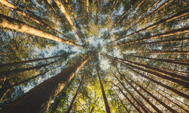 istock Plane against chopped of a pine forest. 1287357380