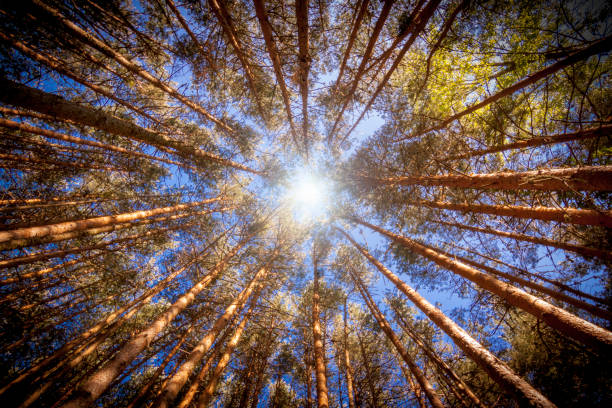 istock Plane against chopped of a pine forest. 1287357381