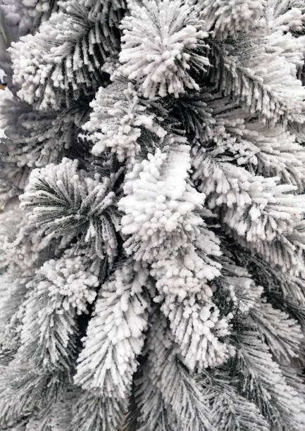 istock Snow-white branches of a Christmas tree sprinkled with white snow 1287357444