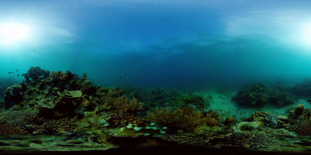 istock Coral reef and tropical fish underwater. Philippines. 360-Degree view 1287357639