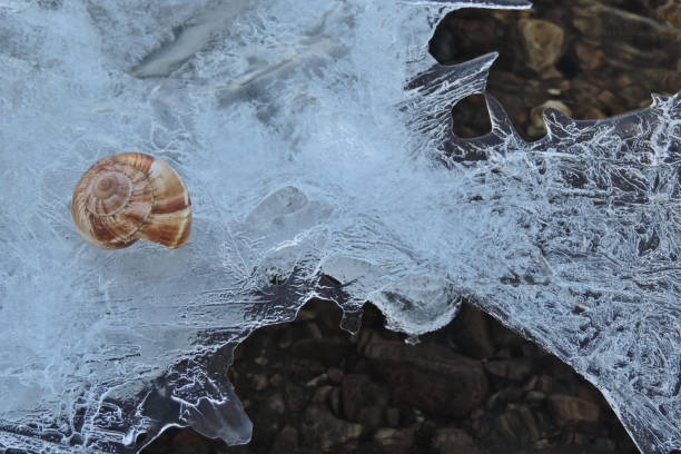 Seashells in snow.Red shell on white snow.Winter day. Winter backdrop. Ice pattern