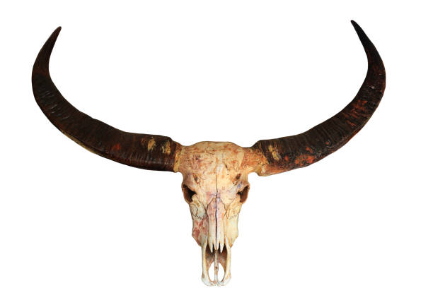 istock long horn buffalo skull isolated on white background 1287359440