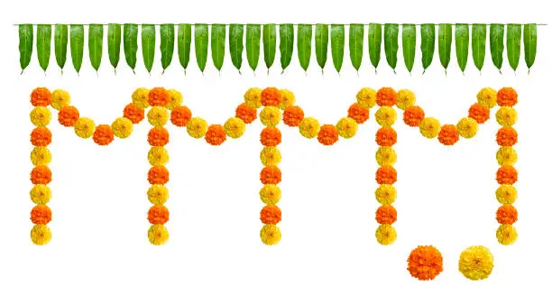 Photo of Indian flower garland of mango leaves and marigold flowers. Ugadi diwali ganesha festival poojas weddings functions holiday ornate decoration. Isolated on white background natural mango leaf garland