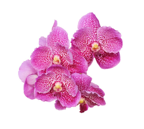 5,515 Orchidée Vanda Stock Photos, Pictures & Royalty-Free Images - iStock