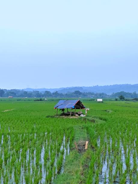 istock Hut in the middle of rice fields 1287362966
