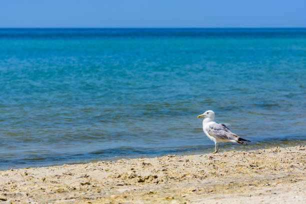istock Sea gull on sandy beach at seaside 1287362984