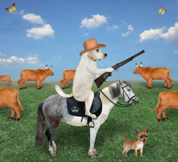 istock Dog farmer on gray horse grazes cows 1287363991