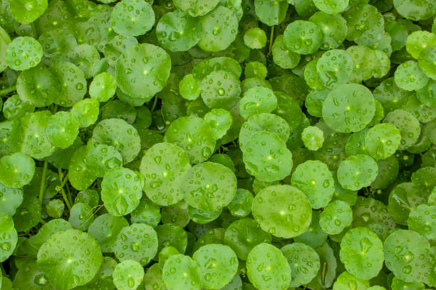 Greenery umbrella shape leaf of Water pennywort with raindrops on circle leaves, this plant know as Marsh Penny or Indian pennywort, Top view closeup image stock photo
