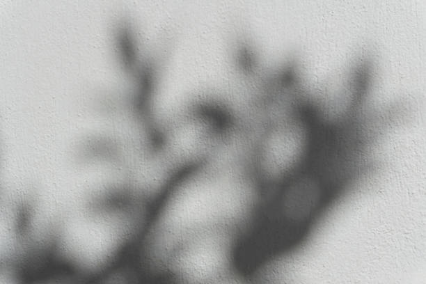 istock Shadow overlay effect. Blur shadows of plants and tree leaves on a white clean wall. 1287366027