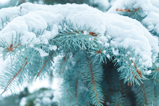 istock Spruce branch under a layer of snow. 1287366145