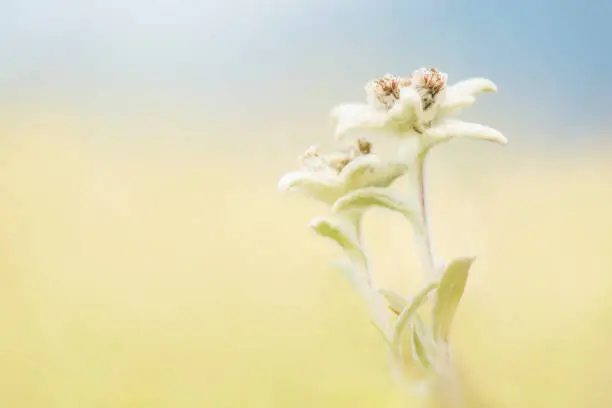 Two blooming edelweiss flowers in a field