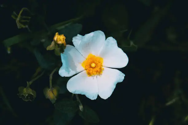 Detail of a white flower of cistus salviifolius centered in the picture