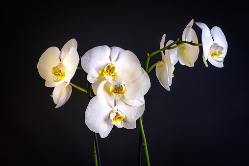 Close up shot of isolated white orchids placed in front of a black background
