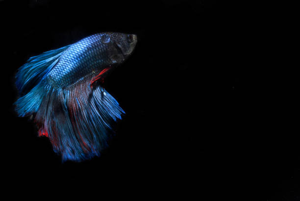 istock BLue Giant Half Moon Betta fish, at Black background 1287367465