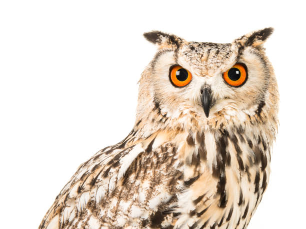 istock Portrait of an eagle owl on a white background 1287367858