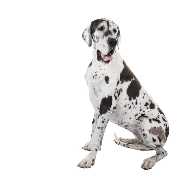istock Harlequin sitting great dane dog isolated on a white background 1287367867