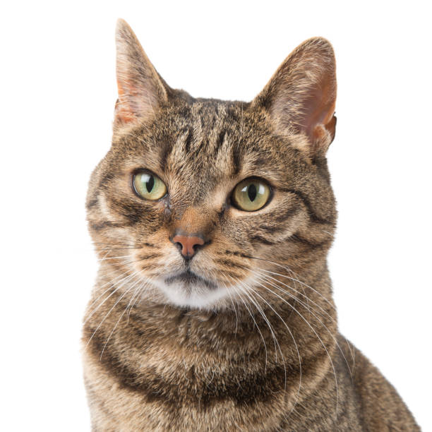 istock Pretty tabby cat portrait isolated on a white background 1287368186