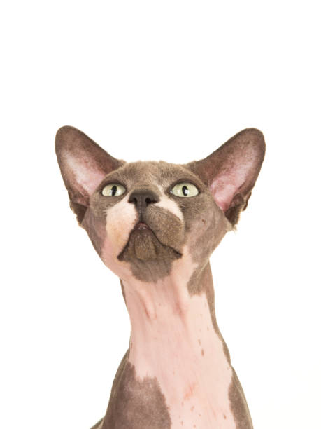 istock Sphinx cat portrait looking up isolated at a white background 1287368919